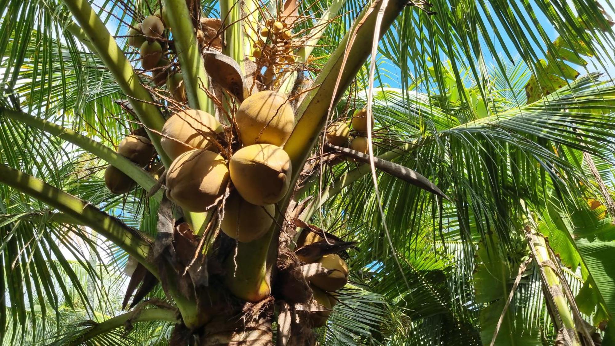Ba Danh Homestay & Kitchen - Ben Tre Mekong Eksteriør bilde